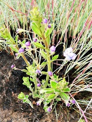 Rotheca hirsuta