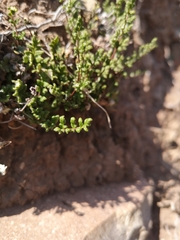 Cheilanthes hypoleuca