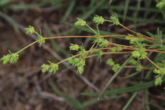 Psammotropha mucronata mucronata