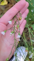 Symphyotrichum pilosum