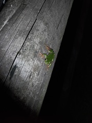 Hyla intermedia perrini