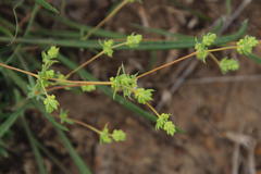 Psammotropha mucronata mucronata