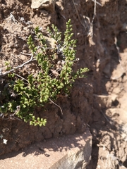 Cheilanthes hypoleuca