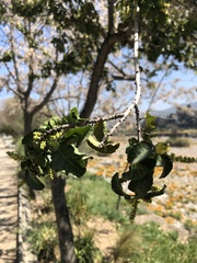 Schinus latifolia