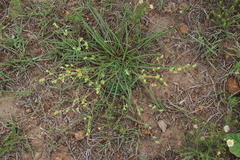 Psammotropha mucronata mucronata