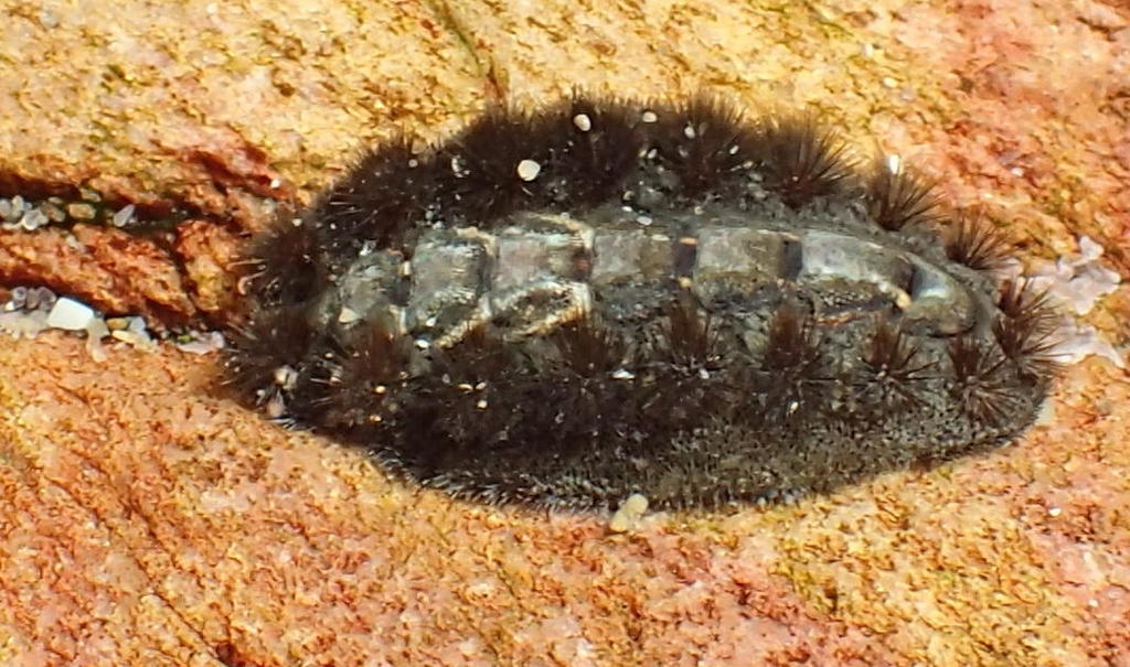 Spiny Chiton