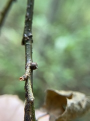 Pachypsylla celtidisgemma