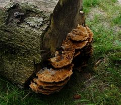 Inonotus cuticularis