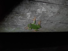 Hyla intermedia perrini