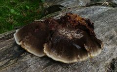 Inonotus cuticularis