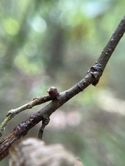 Pachypsylla celtidisgemma