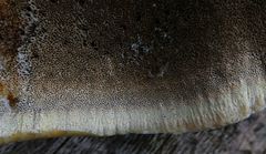 Inonotus cuticularis