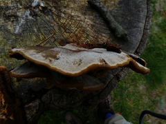 Inonotus cuticularis