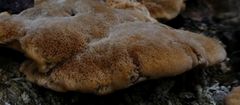 Inonotus cuticularis