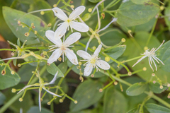 Clematis flammula