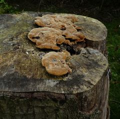 Inonotus cuticularis