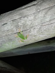 Hyla intermedia perrini