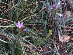 Gentianella anisodonta