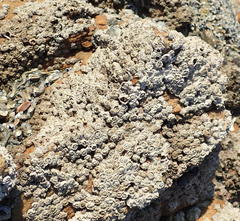 Chthamalus dentatus