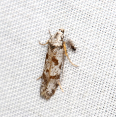 Oxythecta hieroglyphica