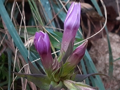 Gentianella anisodonta