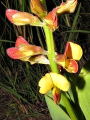 Argyrolobium robustum