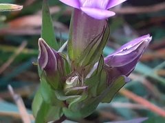 Gentianella anisodonta