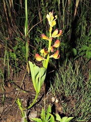 Argyrolobium robustum