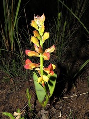 Argyrolobium robustum