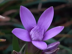 Gentianella anisodonta