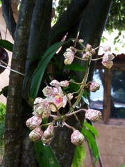 Trichocentrum andreanum