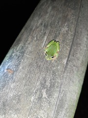 Hyla intermedia perrini