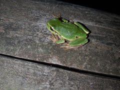Hyla intermedia perrini