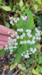 Ageratina altissima