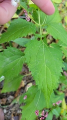 Ageratina altissima