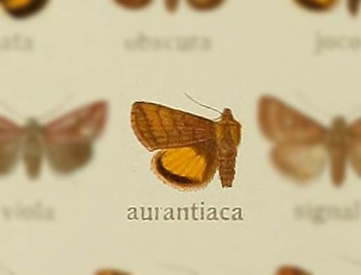 Omorphina