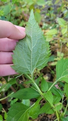 Ageratina altissima