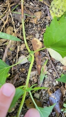 Ageratina altissima