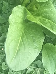 Hosta