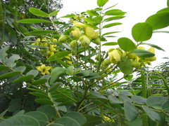 Senna surattensis