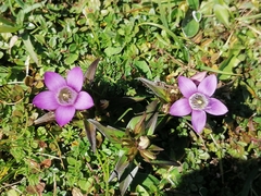 Gentianella germanica