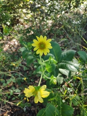 Silphium glutinosum