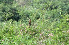 Taccocua leschenaultii