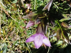Gentianella germanica