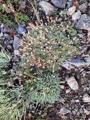 Androsace dasyphylla