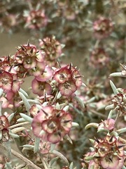 Pyankovia brachiata