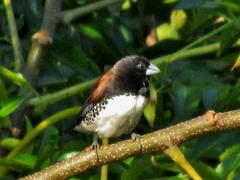 Spermestes bicolor nigriceps
