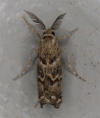 Prionapteryx indentella