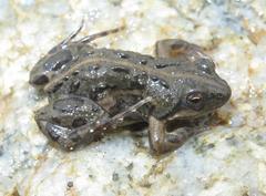 Cacosternum boettgeri