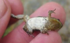 Cacosternum boettgeri